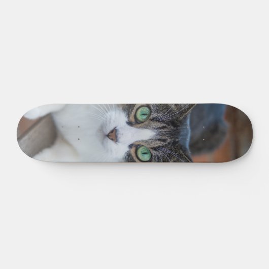 Skateboard Gato gris y blanco observando (Horizontal)
