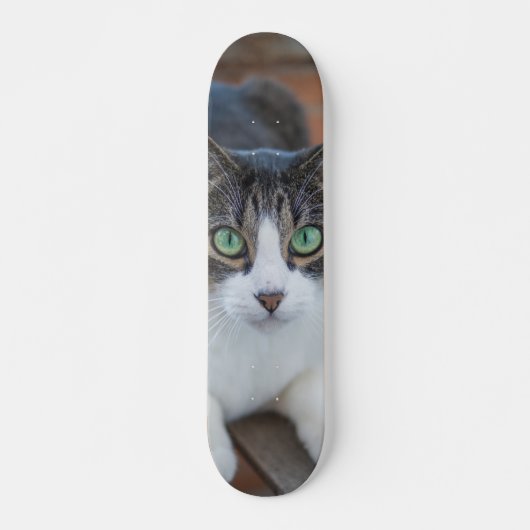 Skateboard Gato gris y blanco observando (Vorne)