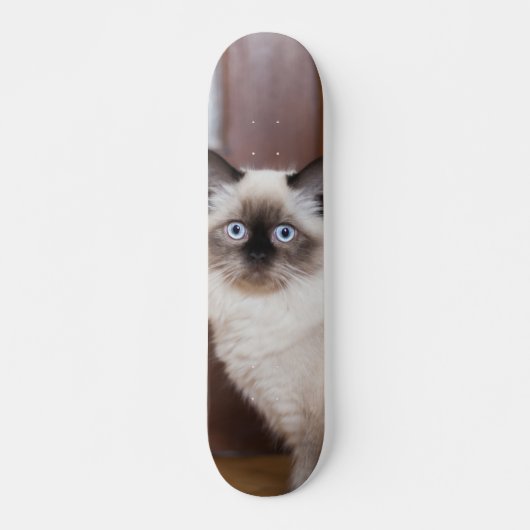 Skateboard Gato peludo de raza ragdoll (Vorne)