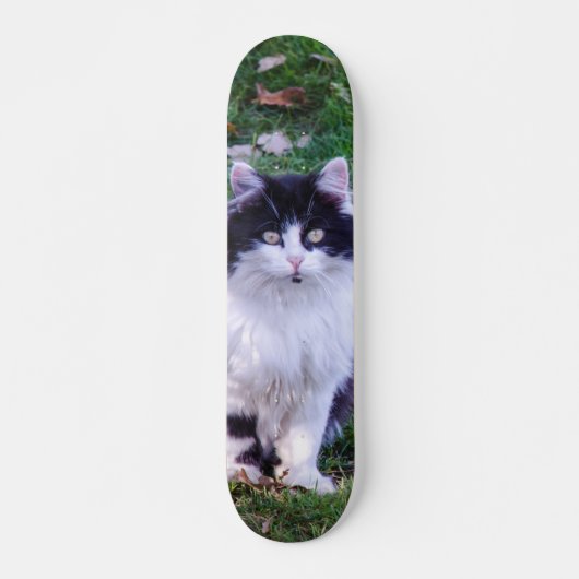 Skateboard Gato raza Maine Coon pelo largo (Vorne)
