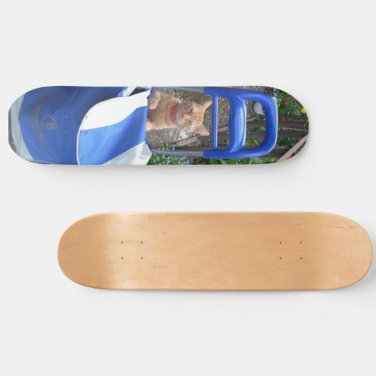 Skateboard Ginger Cat (Horizontal)