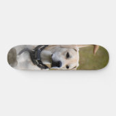 Skateboard Perro Labrador con collar vigilando (Horizontal)