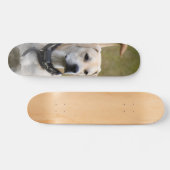 Skateboard Perro Labrador con collar vigilando  (Horizontal)