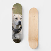Skateboard Perro Labrador con collar vigilando (Vorderseite)