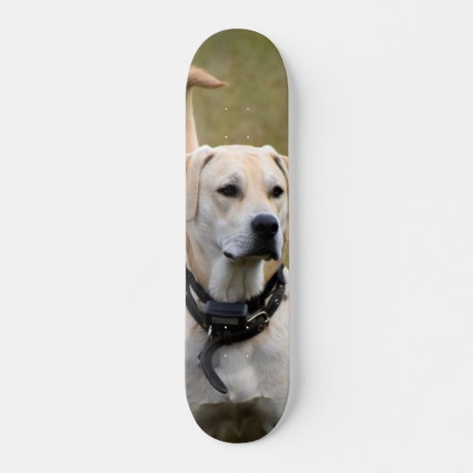 Skateboard Perro Labrador con collar vigilando (Vorne)