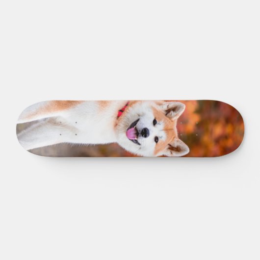 Skateboard Poderoso perro Akita japonés sentado (Horizontal)