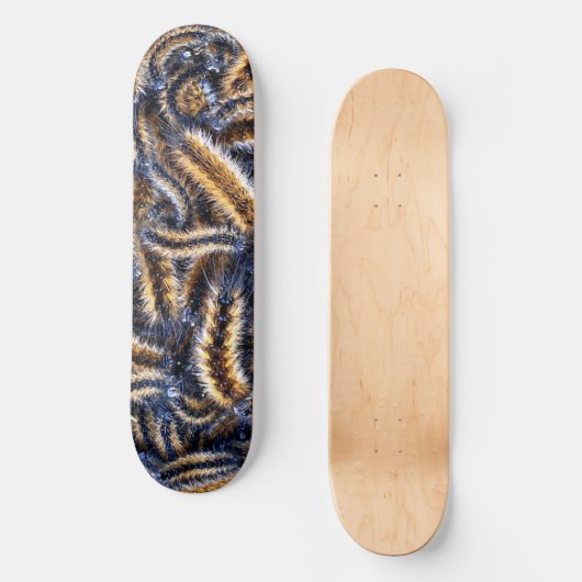 SkateboardRaupe Skateboard (Vorderseite)