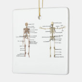 Skeleton medizinisches Diagramm der menschlichen Keramikornament (Links)
