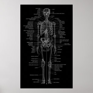 skeleton Plakattafel Art Poster
