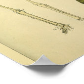 Skeleton Schlange Skorpion Medizinische Anatomie K Poster (Ecke)