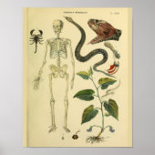 Skeleton Schlange Skorpion Medizinische Anatomie K Poster (Vorne)