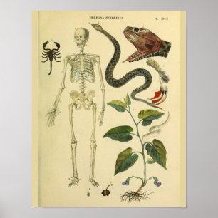 Skeleton Schlange Skorpion Medizinische Anatomie K Poster