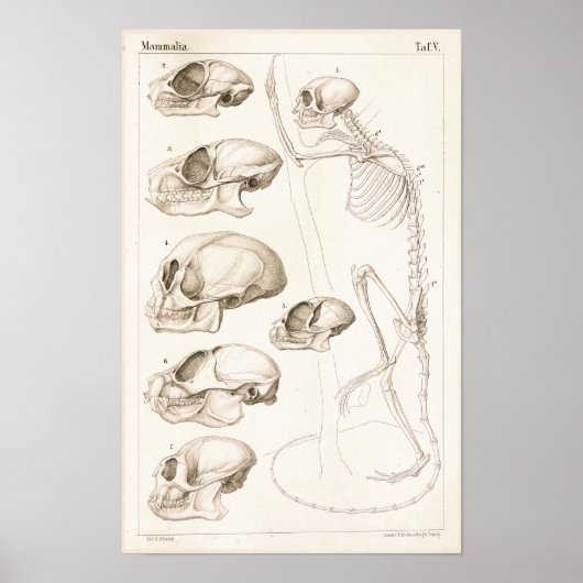 Skeleton Skulls Affen Veterinärmedizinische Anatom Poster (Vorne)