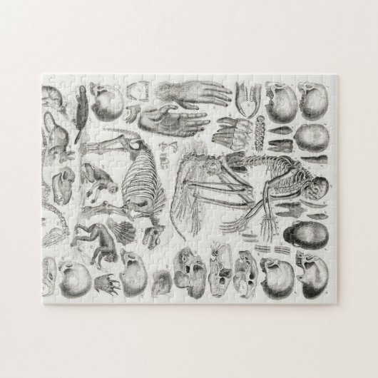 SKELETON TOD FOSSIL Mammalia Puzzle (Horizontal)