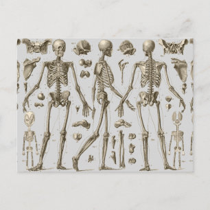 Skeletons from the Brockhaus & Efron Encyclopedia Postkarte