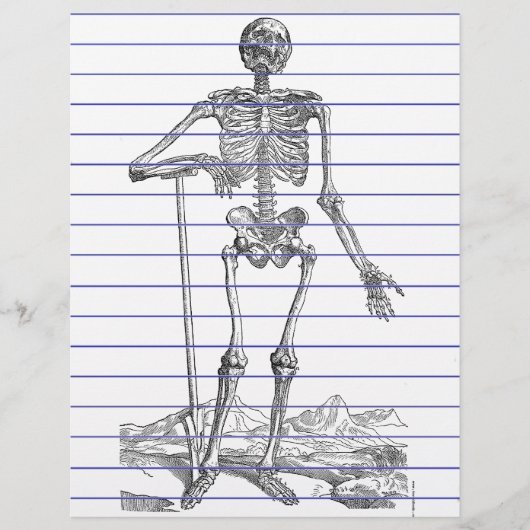 Skelett (Vorderseite)