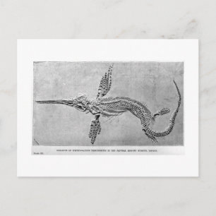 Skelett der Postkarte von Ichthyosaurus