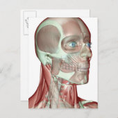 Skelett des Kopfes und des Nackens 5 Postkarte (Vorne/Hinten)