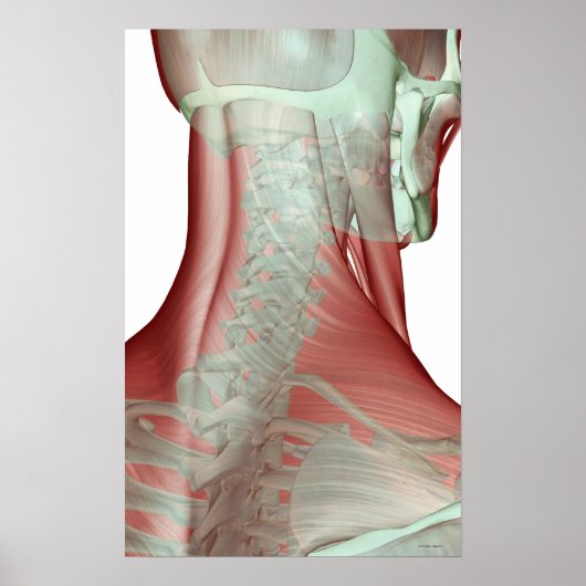 Skelett des Nackens Poster (Vorne)