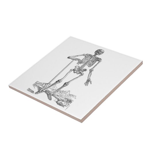 Skelett Fliese (Seite)