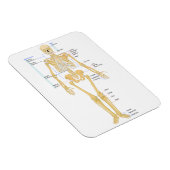 Skelett für Ärzte Magnet (Rechte Seite)