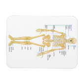 Skelett für Ärzte Magnet (Horizontal)