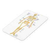 Skelett für Ärzte Magnet (Linke Seite)