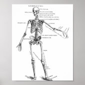 Skelett für Vintage Anatomie Poster (Vorne)