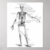 Skelett für Vintage Anatomie Poster (Vorne)