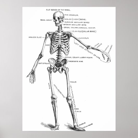 Skelett für Vintage Anatomie Poster (Vorne)