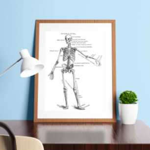Skelett für Vintage Anatomie Poster