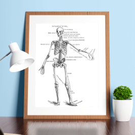 Skelett für Vintage Anatomie Poster