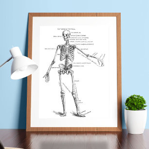 Skelett für Vintage Anatomie Poster