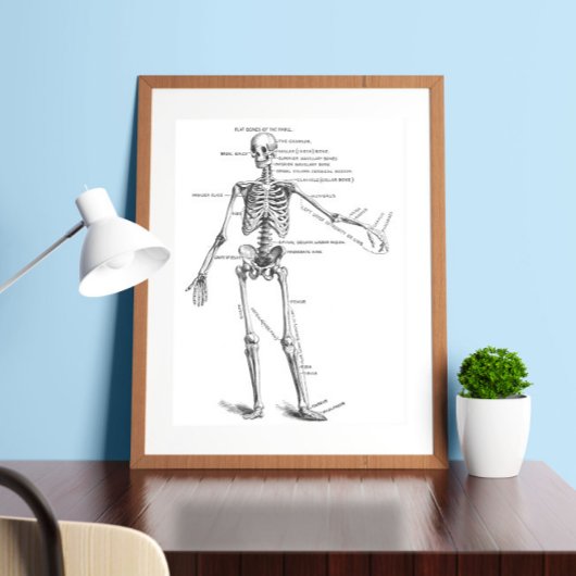 Skelett für Vintage Anatomie Poster