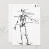 Skelett für Vintage Anatomie Postkarte (Vorne/Hinten)