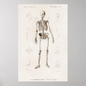 Skelett Poster (Vorne)