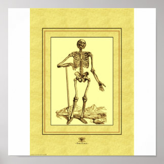 Skelett Poster
