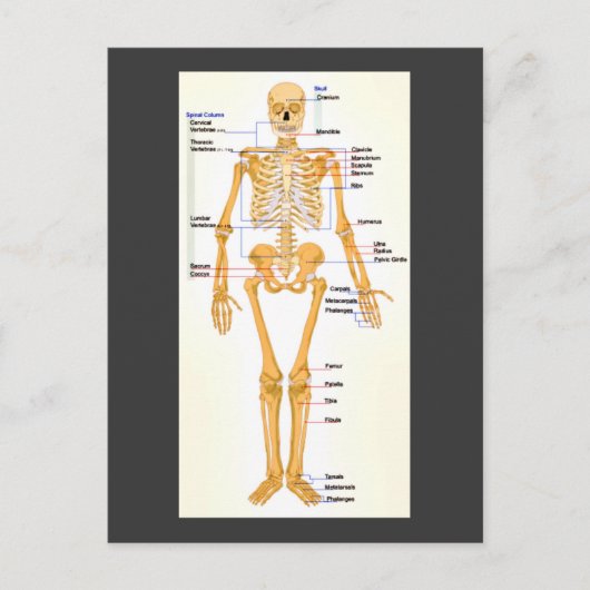 Skelett Postkarte (Vorderseite)