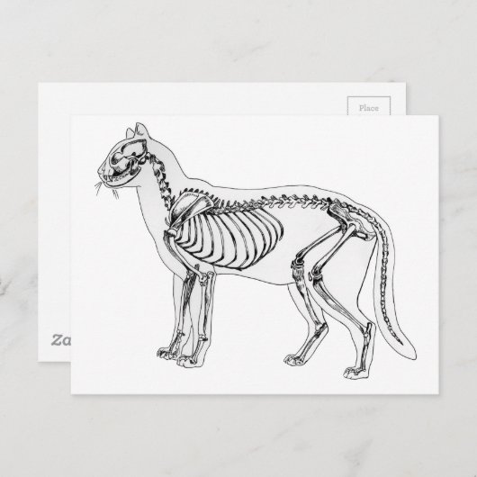 Skelett Postkarte (Vorne/Hinten)