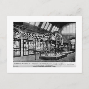 Skelett-Postkarte Postkarte