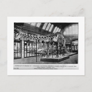 Skelett-Postkarte Postkarte