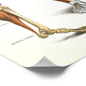 Skelett-und Muskelanatomie-Poster 24 x 36 Poster (Ecke)