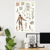 Skelett-und Muskelanatomie-Poster 24 x 36 Poster (Heimbüro)