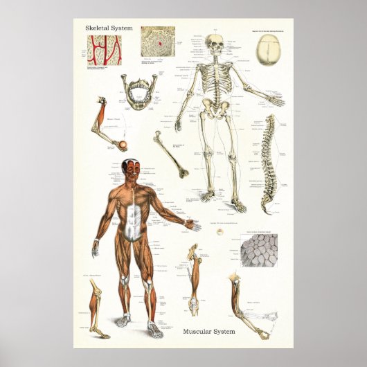 Skelett-und Muskelanatomie-Poster 24 x 36 Poster (Vorne)