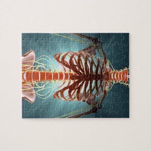 Skelett und Nerven Puzzle (Horizontal)