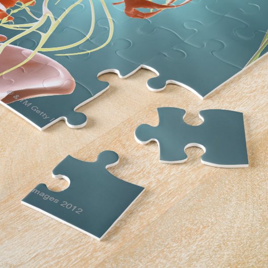 Skelett und Nerven Puzzle (Seite)
