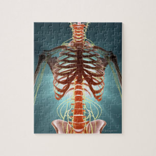 Skelett und Nerven Puzzle