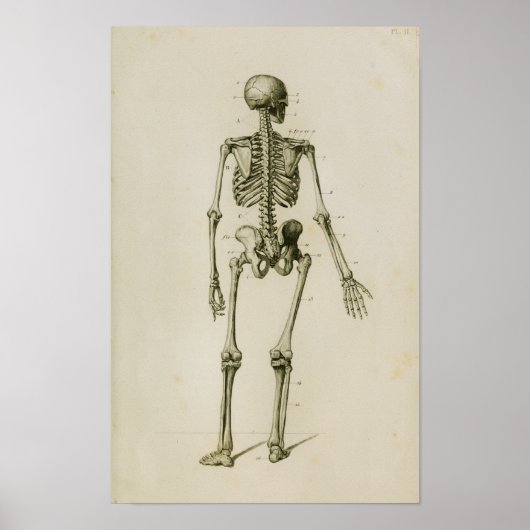 Skelett Vintage Anatomie Druck Poster (Vorne)