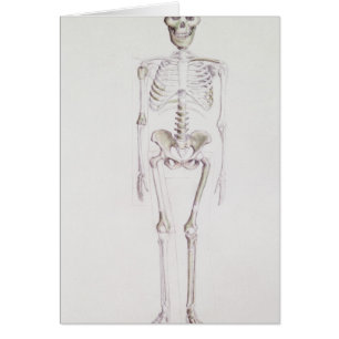 Skelett von Australopithecus africanus