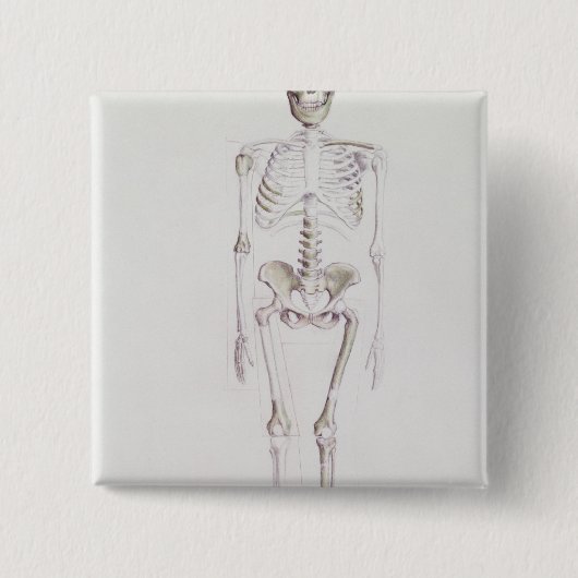 Skelett von Australopithecus africanus Button (Vorderseite)